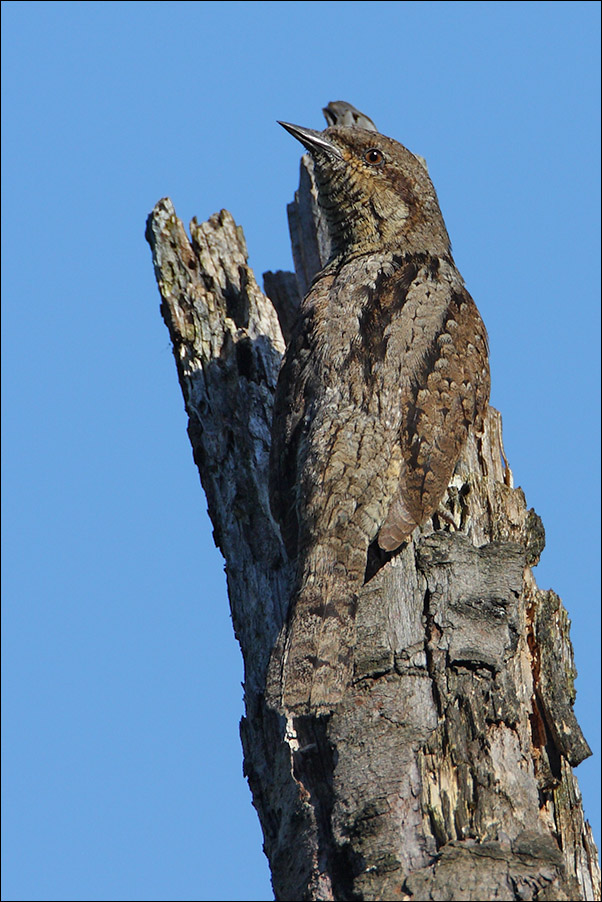 Torcicollo